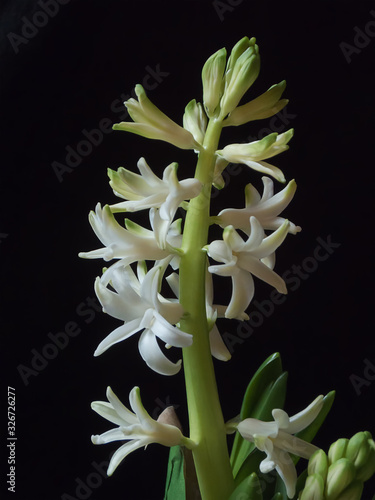 White Hyacinth flower, Hyacinthus orientalis isolated on black backround