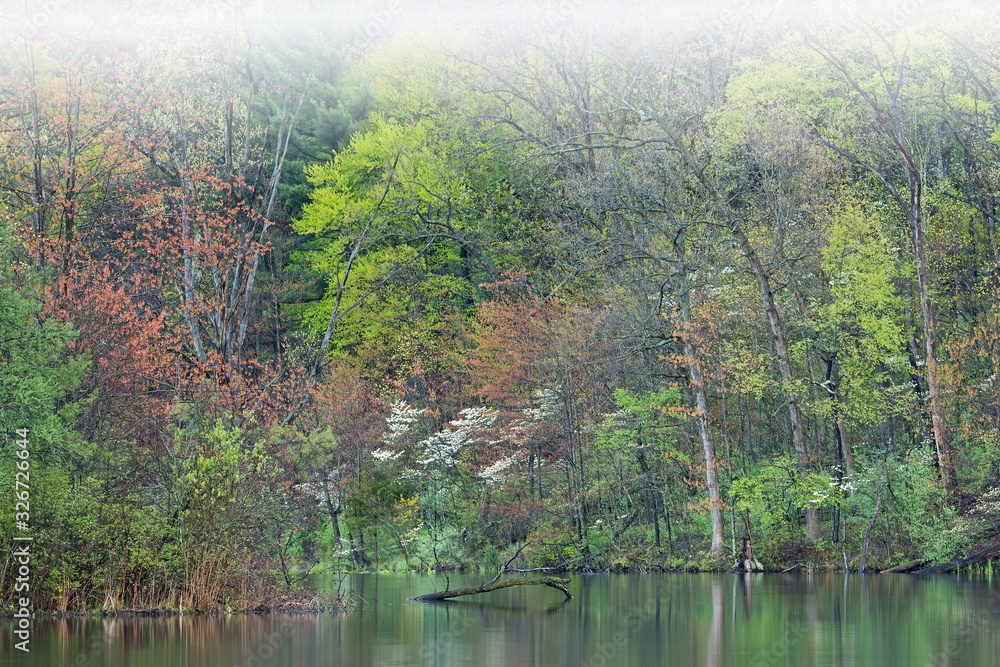 Spring landscape of the shoreline of Hall Lake in fog with dogwoods in bloom, Yankee Springs State Park, Michigan, USA