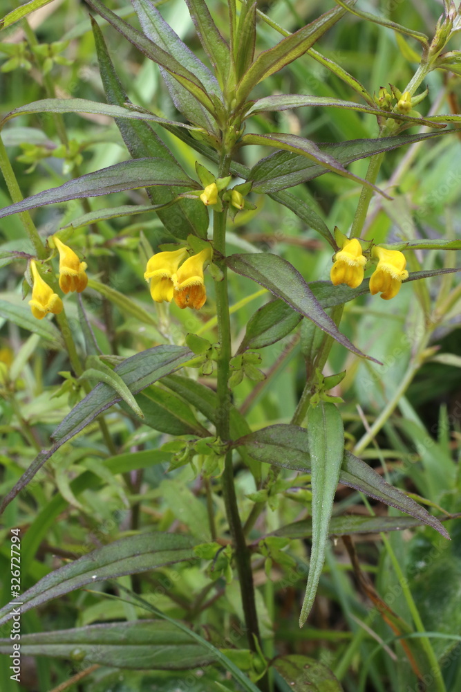 Wald- Wachtelweizen, Melampyrum sylvaticum Wald- Wachtelweizen, Melampyrum sylvaticum