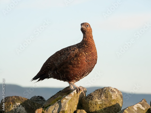 Tela Wild Red Grouse sitting on a dry stone wall. Yorshire Dales, UK