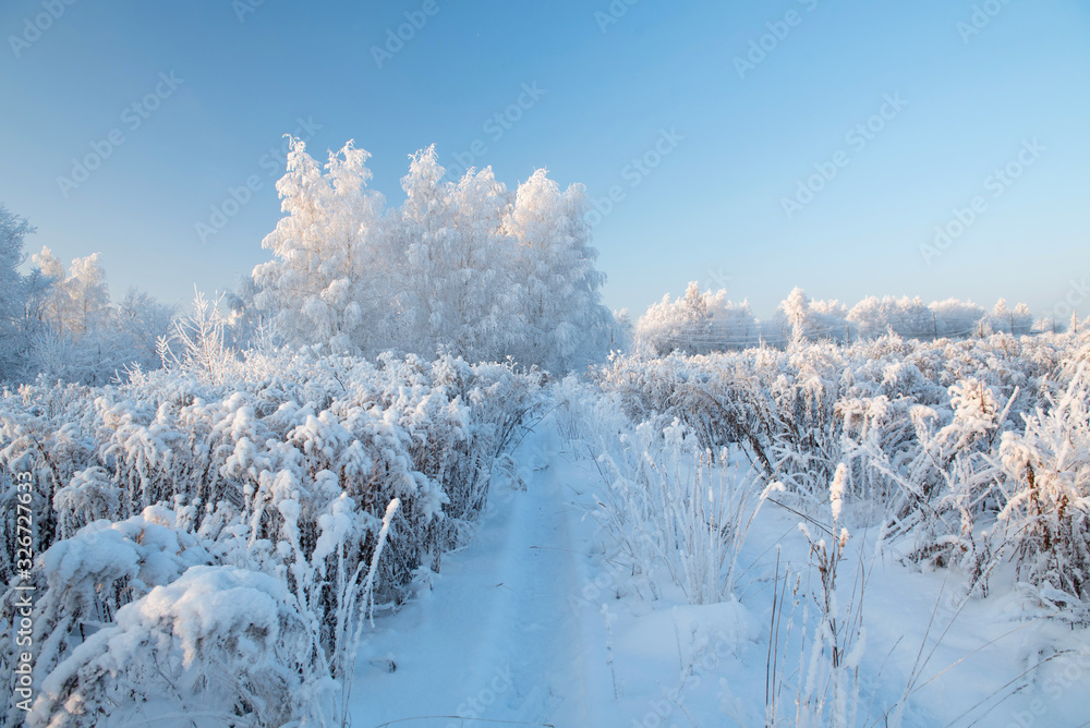 Winter landscape with snowy trees