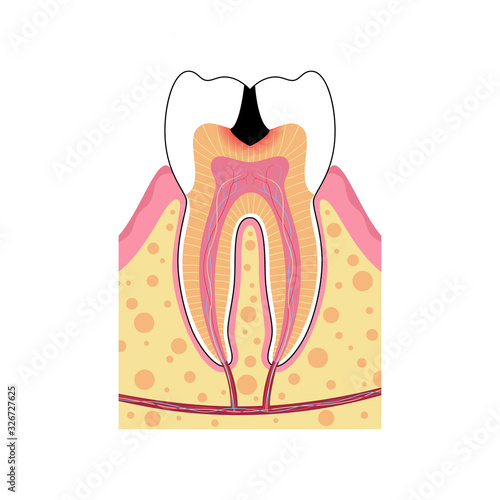 Vector isolated illustration of tooth 