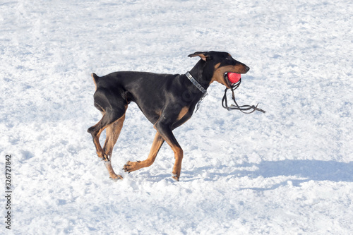 Doberman pinscher puppy is playing with his toy in the winter park. Pet animals.