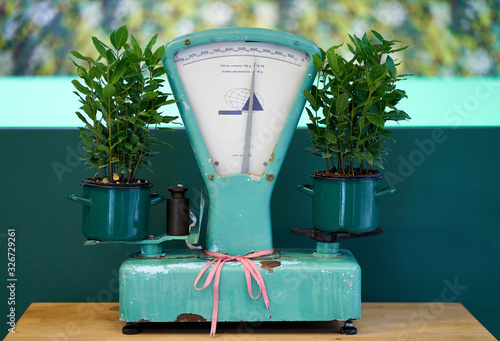 Vintage mechanical weighing scales for grocery shops. Vintage kitchen scale decor with farmhouse style kitchenware. Plant on the scales.