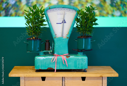 Retro mechanical weighing scales for grocery shops on the table. Vintage kitchen scale decor with farmhouse style kitchenware. Plant on the scales.
