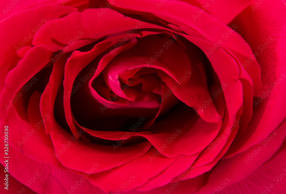full screen image of a red rose full screen image of a red rose
