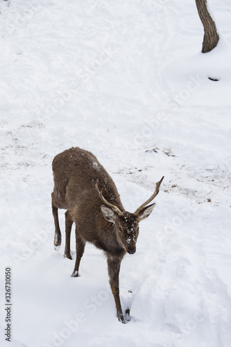Deer or cervidae walks in the snow in winter with copy space. Half-profile view. Close up. © Olga