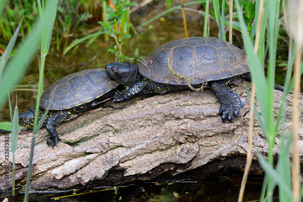 Obraz premium Europäische Sumpfschildkröte 