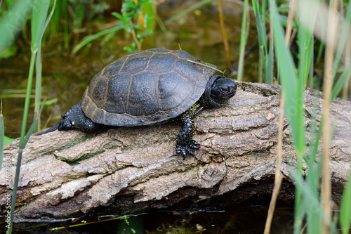 Europäische Sumpfschildkröte  © Karin Jähne