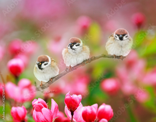 natural background with three funny birds sparrows sit on a branch of an Appl...