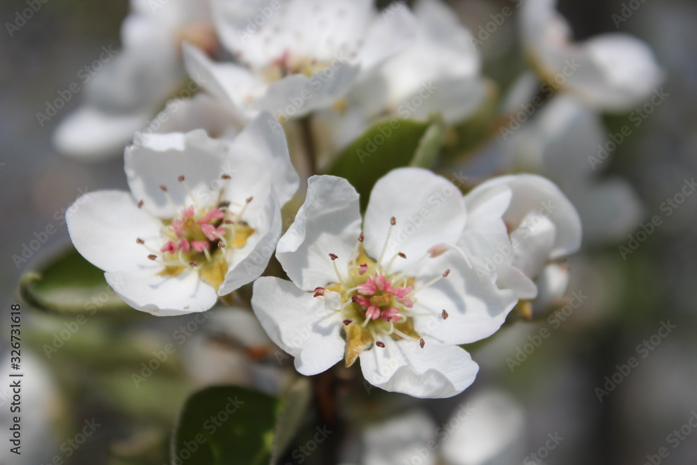 spring flowers pear white, pear flowering spring flowers pear white, pear flowering