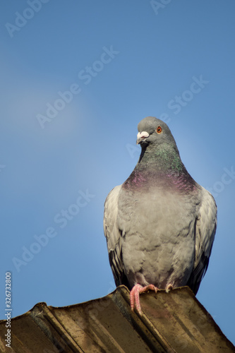 Pigeon bird sitting chill and looking 