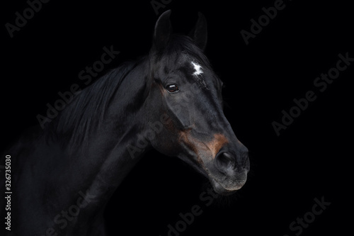 portrait of beautiful old eventing gelding horse isolated on black background