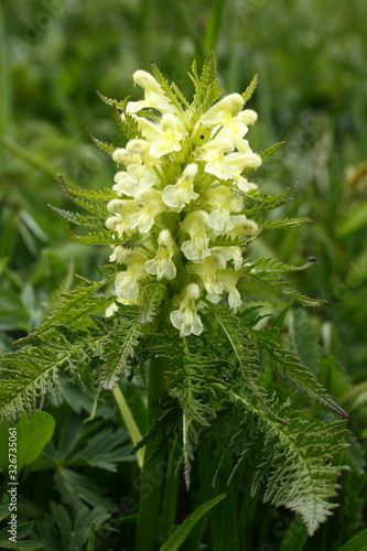 Reichblättriges Läusekraut, Pedicularis foliosa photo