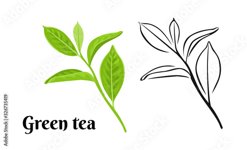 Green tea leaf isolated on white background. Vector color illustration of Green tea branch with leaves in cartoon flat style and black and white outline. Fresh green Plant, botanical Icon.