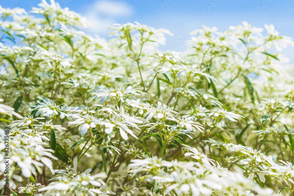 Obraz premium White Christmas bush (Euphorbia leucocephala) on blue sky background