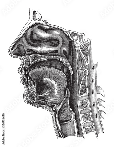 Nose, mouth and throat anatomy / vintage illustration from Brockhaus Konversations-Lexikon 1908