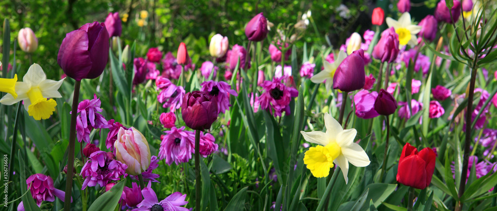 Colorful spring flowers background. Colorful spring flowers background.
