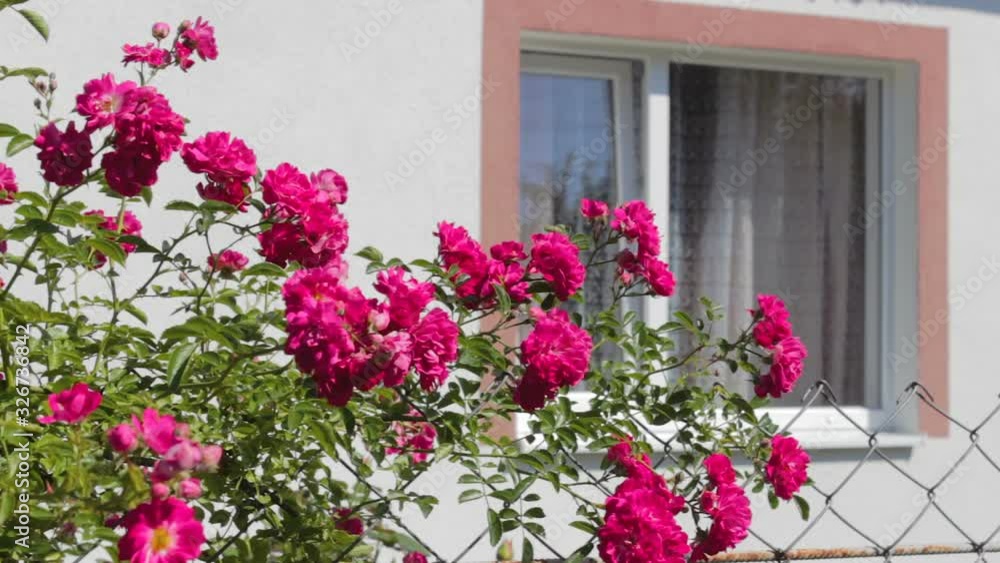 roses in front of the window,red roses bloom in summer in front of a window in the yard roses in front of the window,red roses bloom in summer in front of a window in the yard