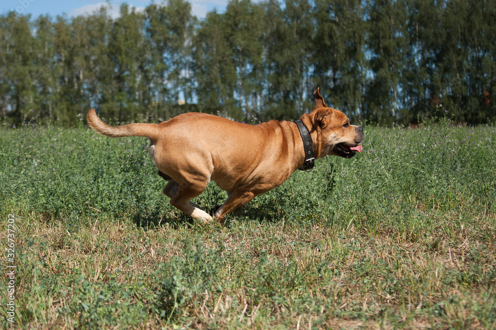 Cadebo dog racing in the summer on nature