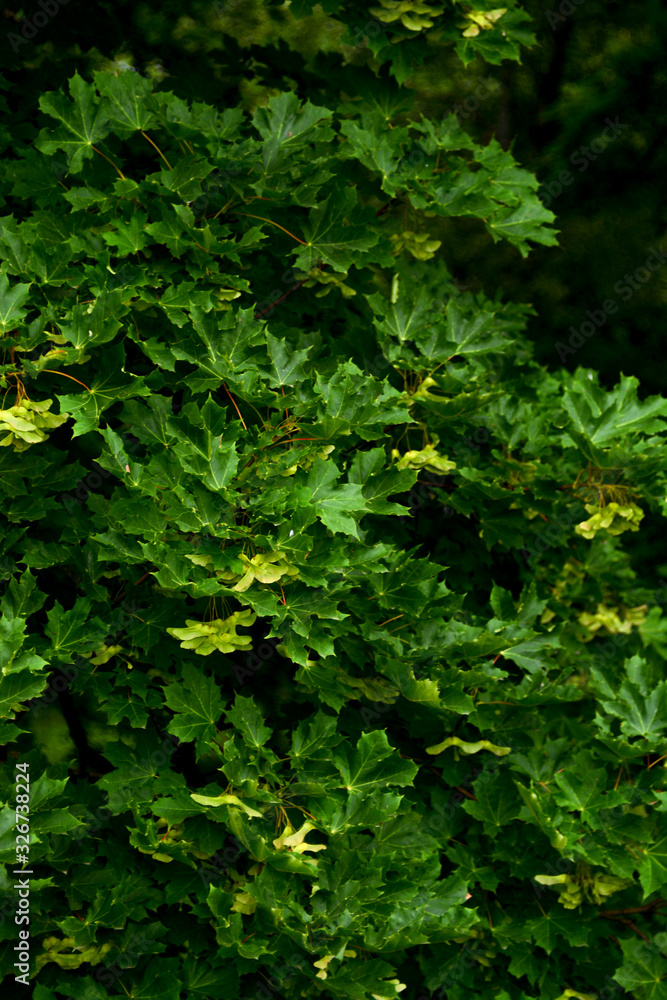 Dackground of oak green leaves Dackground of oak green leaves