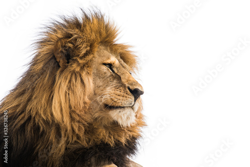 Isolated lion on white. Wild african lion looking forward. Wisdom concept