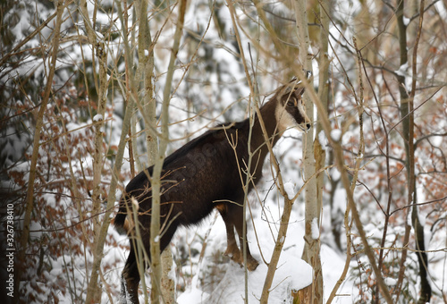 Gämse iom Wald photo