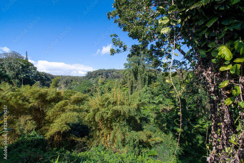 Dense tropical vegetation at the Akaka Falls State Park Big Island Hawaii Dense tropical vegetation at the Akaka Falls State Park Big Island Hawaii