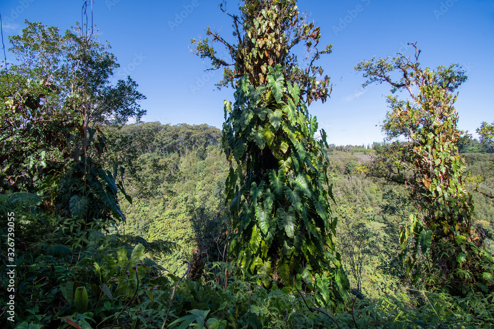 Dense tropical vegetation at the Akaka Falls State Park Big Island Hawaii 
