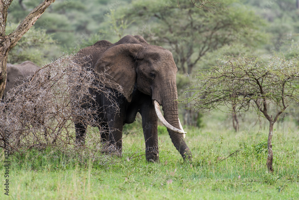Beautiful elephant with tusks among bushes