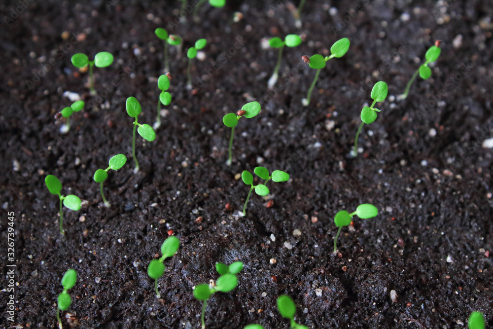 Strawberry seedlings in black fertile land. Close-up. Top view. Background. Texture. Strawberry seedlings in black fertile land. Close-up. Top view. Background. Texture.