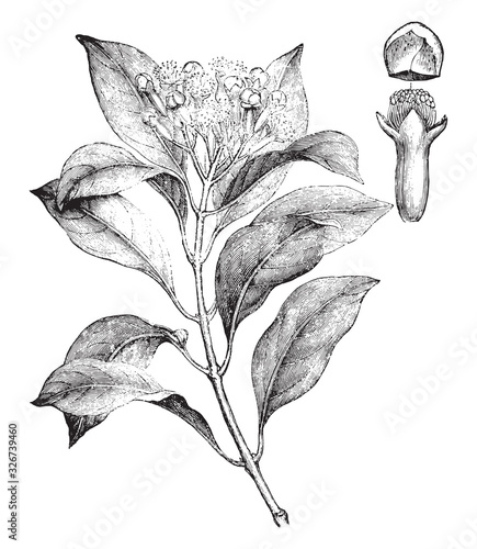 Clove / vintage illustration from Brockhaus Konversations-Lexikon 1908