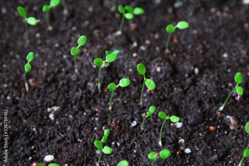 Strawberry seedlings planted in the soil. Top view. Close-up. Background. Texture.