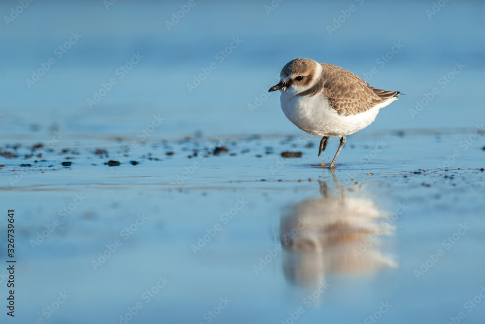 Portrait of an adult kentish plover (Charadrius alexandrinus) in winter dress with reflection in water Portrait of an adult kentish plover (Charadrius alexandrinus) in winter dress with reflection in water