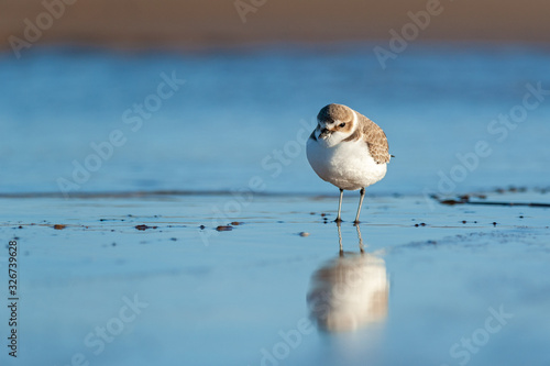 Front view portrait of an adult kentish plover in winter dress with reflection in water © ptashkan
