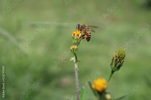 bee on a yellow flower © Isabela