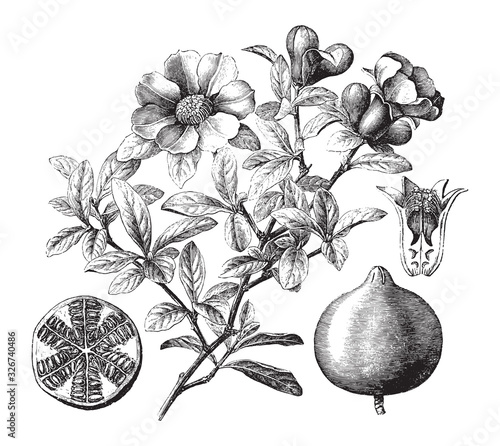 Pomegranate plant (Punica granatum) / vintage illustration from Brockhaus Konversations-Lexikon 1908