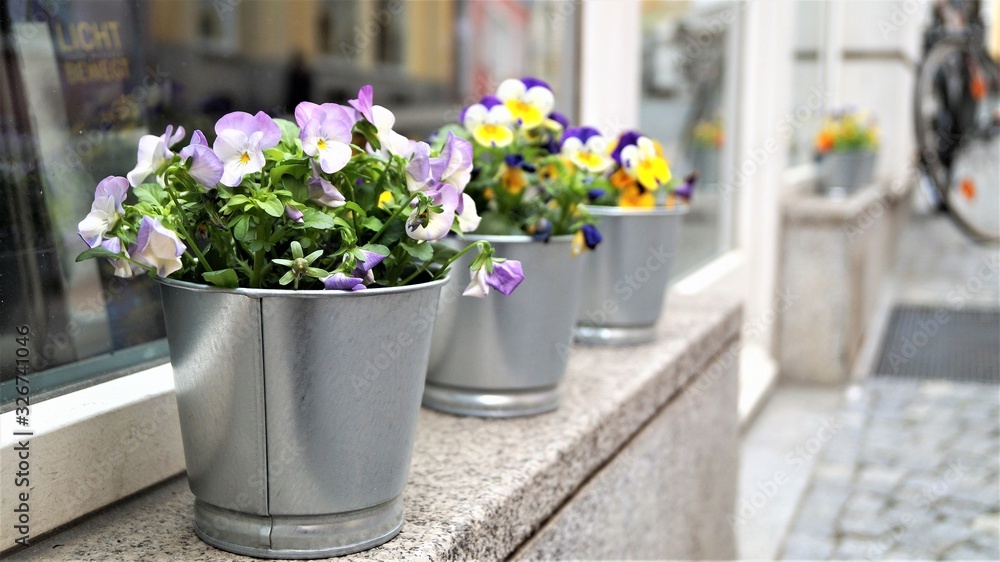 bright spring flowers outdoors in original flower pots
