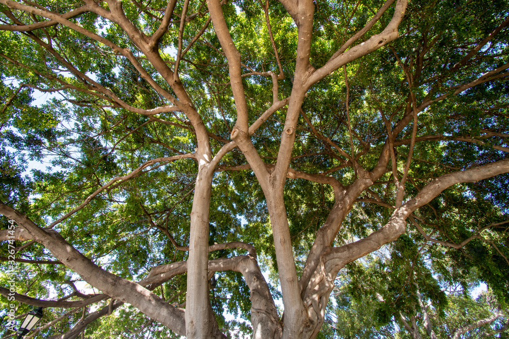 Koa tree close-up view in Hawaii 