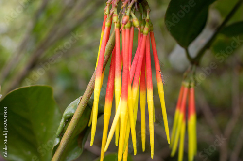 Amazing colorful plants in the nature of Ecuador photo