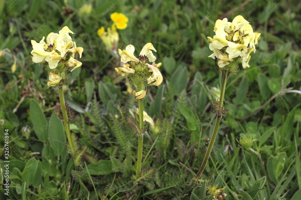 Fototapeta premium Knollen- Läusekraut, Pedicularis tuberosa