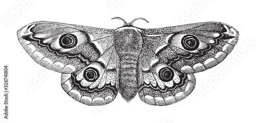 Peacock-eye nocturnal moth / vintage illustration from Brockhaus Konversations-Lexikon 1908