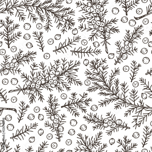 Medicinal plants Seamless pattern. Hand Drawn Juniper branch, Leaves and Berries. Alternative medicine. Biological additives are. Traditional herbal therapy. Vector illustration