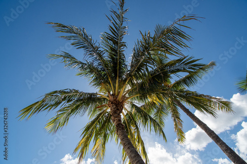 Palms with blue sky and clouds in Oahu Hawaii 