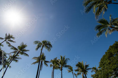 Palms with sunny sky in Oahu Hawaii