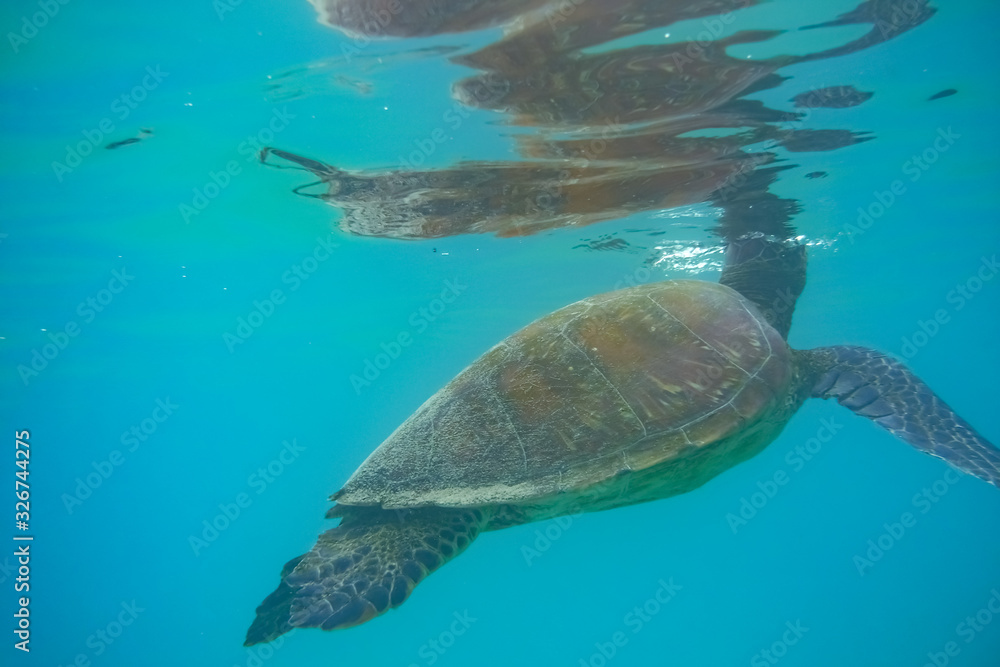 Obraz premium Sea tutrtle reaching out to the surface to breath, Santiago Island, Galapagos Islands, Ecuador