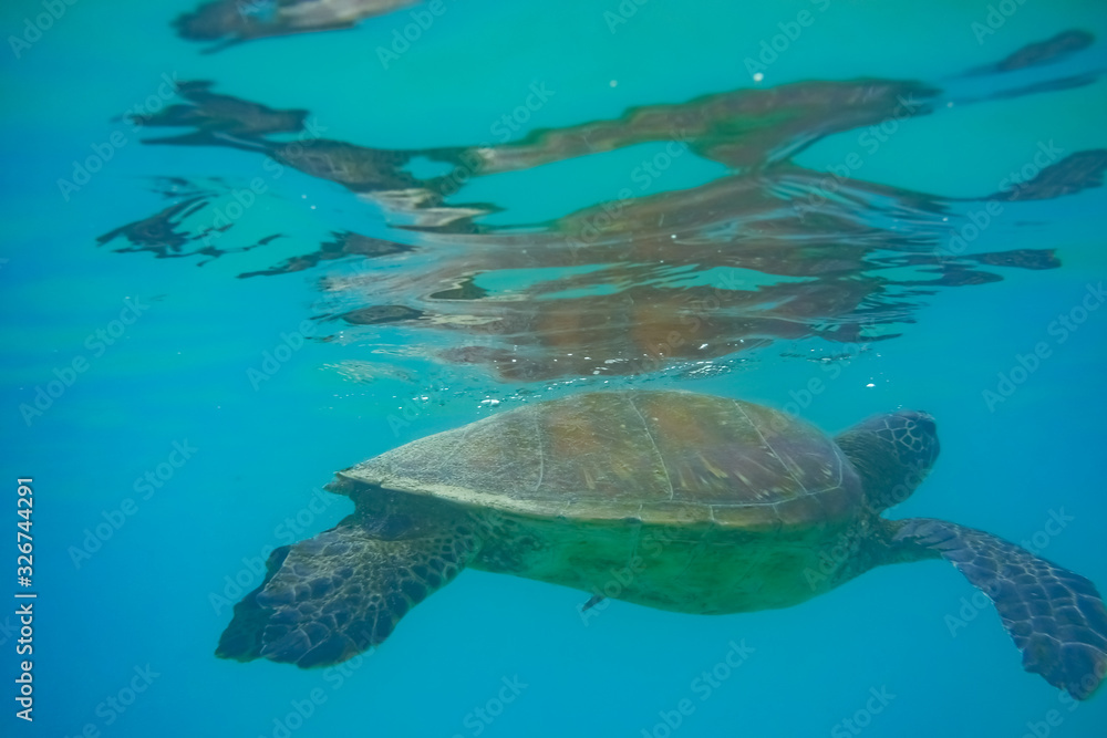Obraz premium Sea tutrtle reaching out to the surface to breath, Santiago Island, Galapagos Islands, Ecuador