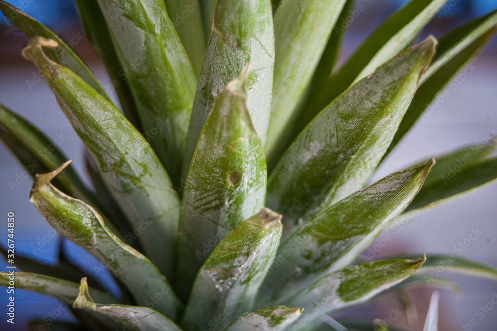 closeup of a pineapple leaf closeup of a pineapple leaf