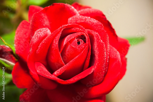 Red rose flower close-up macro photo