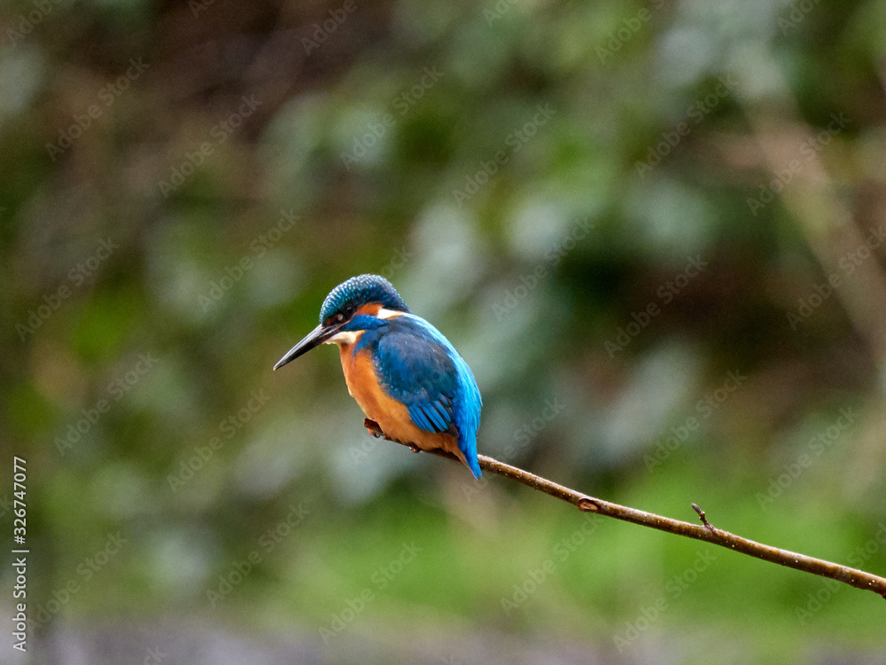 Fototapeta premium A common kingfisher (Alcedo atthis) sat on a branch overlooking Crime Lake, in Daisy Nook, Oldham, as it looks for fish to hunt.